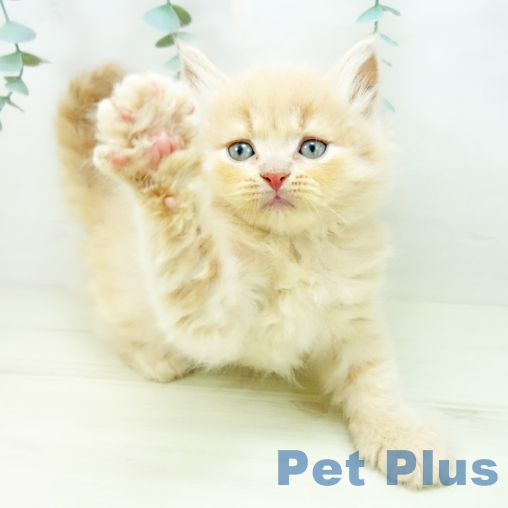 宮崎県のスコティッシュフォールド (ペットプラス 宮崎店/2025年10月27日生まれ/男の子/クリームタビー)の子猫の2枚目の画像