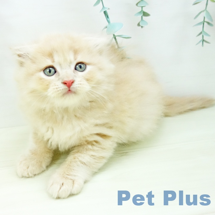 福岡県のスコティッシュフォールド (ペットプラス 福岡店/2025年10月27日生まれ/男の子/クリームタビー)の子猫の1枚目の画像
