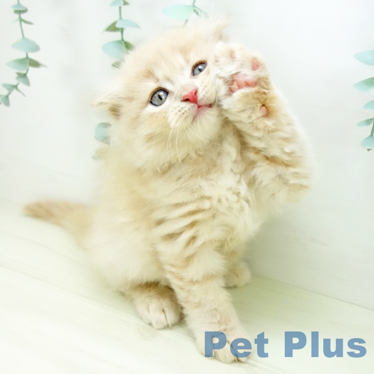 福岡県のスコティッシュフォールド (ペットプラス 福岡店/2025年10月27日生まれ/男の子/クリームタビー)の子猫の2枚目の画像