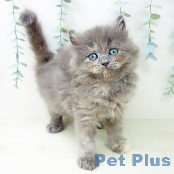 福岡県のスコティッシュフォールド (ペットプラス 福岡店/2025年10月27日生まれ/女の子/ブルークリーム)の子猫の2枚目の画像