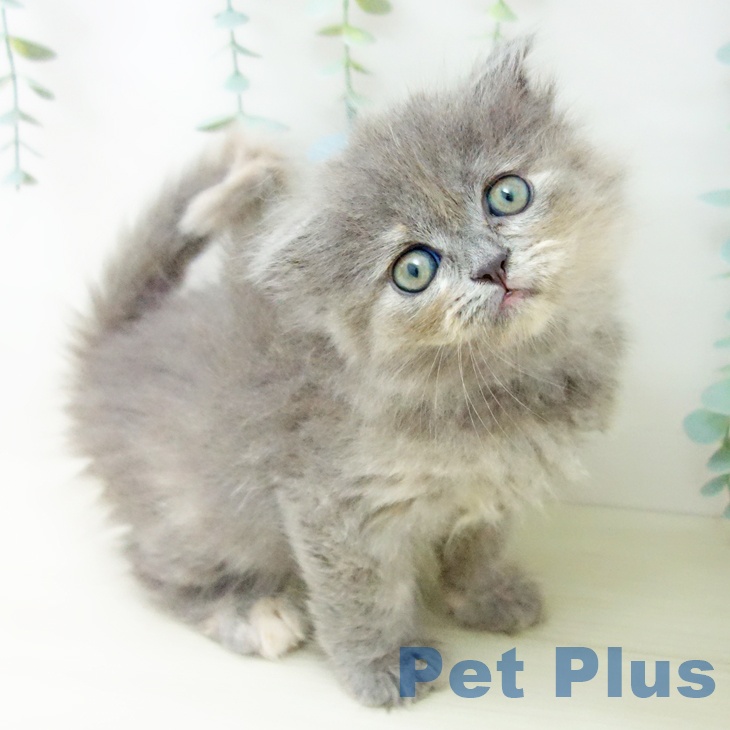 福岡県のスコティッシュフォールド (ペットプラス 八幡東店/2025年10月27日生まれ/女の子/ブルークリーム)の子猫の1枚目の画像