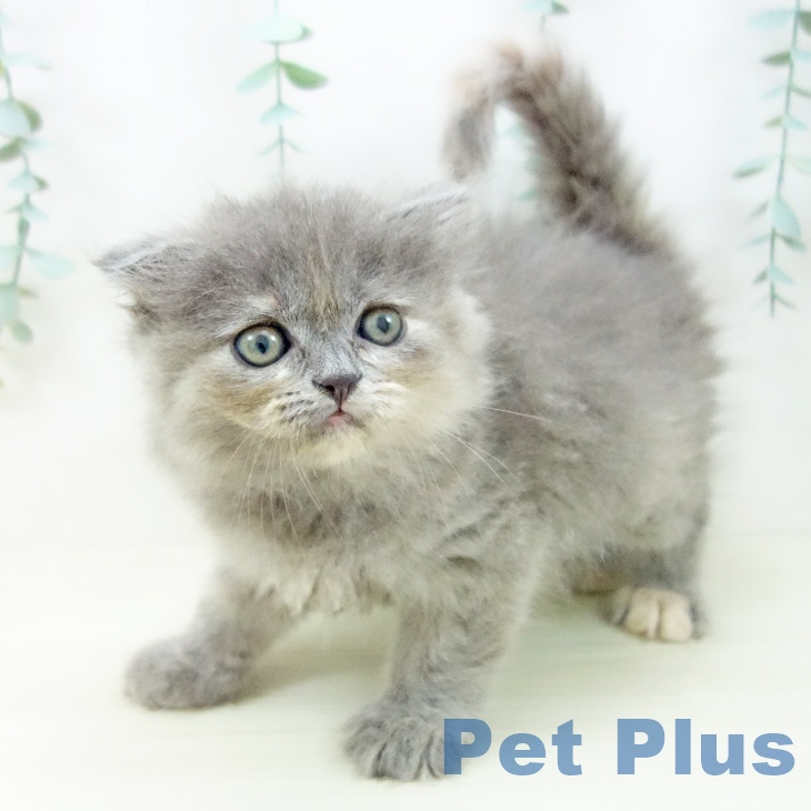 福岡県のスコティッシュフォールド (ペットプラス 八幡東店/2025年10月27日生まれ/女の子/ブルークリーム)の子猫の2枚目の画像