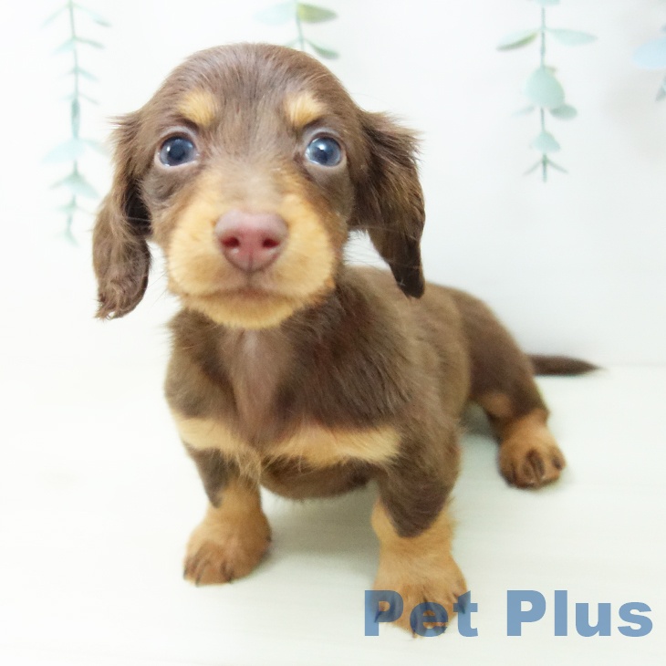 ミニチュア・ダックスフンド