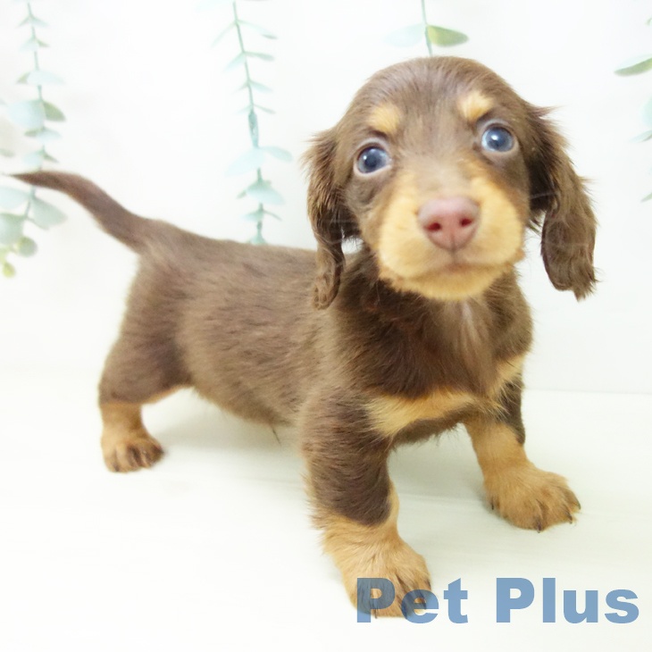 ミニチュア・ダックスフンドの写真2