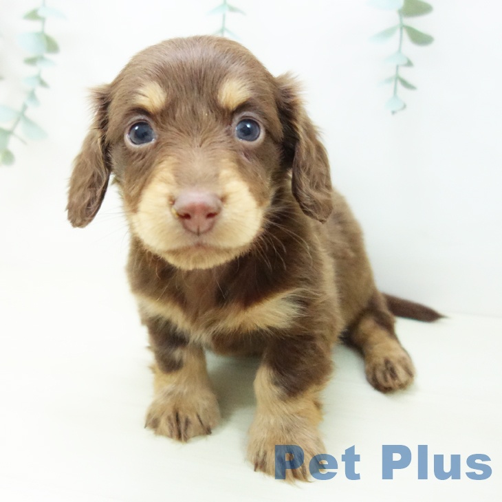 ミニチュア・ダックスフンド