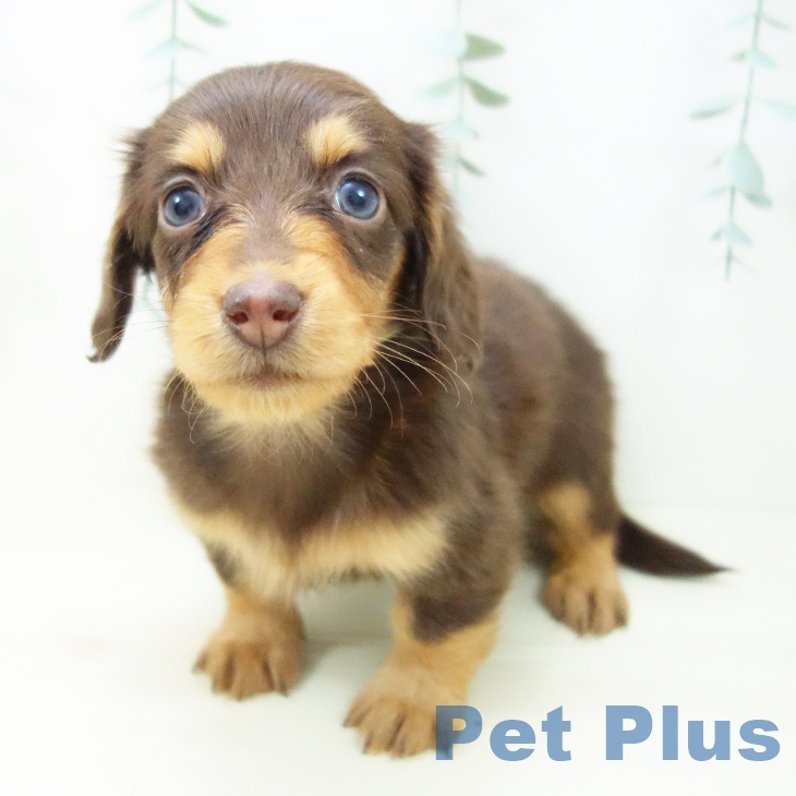 ミニチュア・ダックスフンド