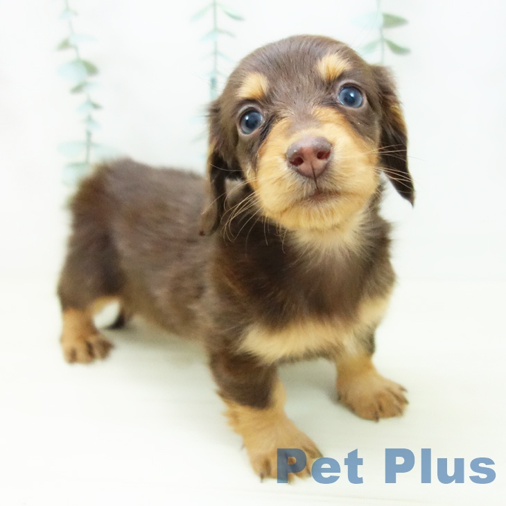 ミニチュア・ダックスフンドの写真2