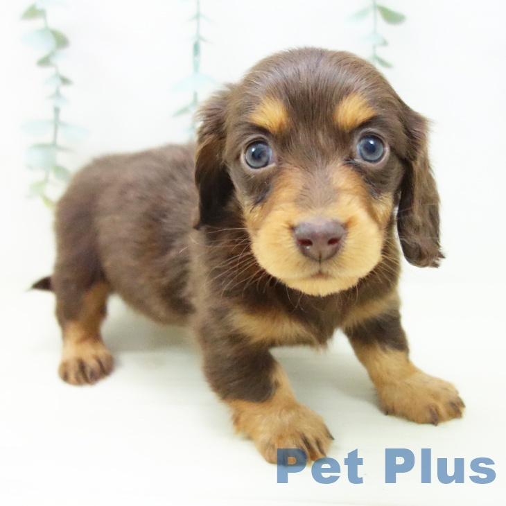 愛知県のミニチュアダックスフンド(ロング) (ペットプラス ナゴヤドーム前店/2025年10月22日生まれ/女の子/チョコレートタン)の子犬の1枚目の画像