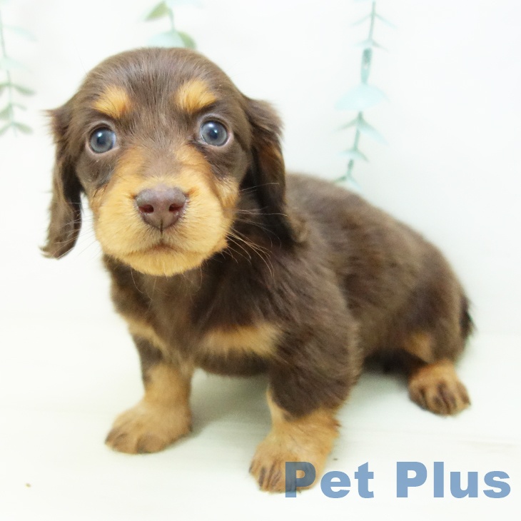 愛知県のミニチュアダックスフンド(ロング) (ペットプラス ナゴヤドーム前店/2025年10月22日生まれ/女の子/チョコレートタン)の子犬の2枚目の画像