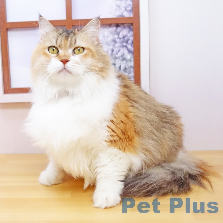 サイベリアンの写真2