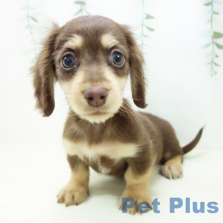 ミニチュア・ダックスフンド