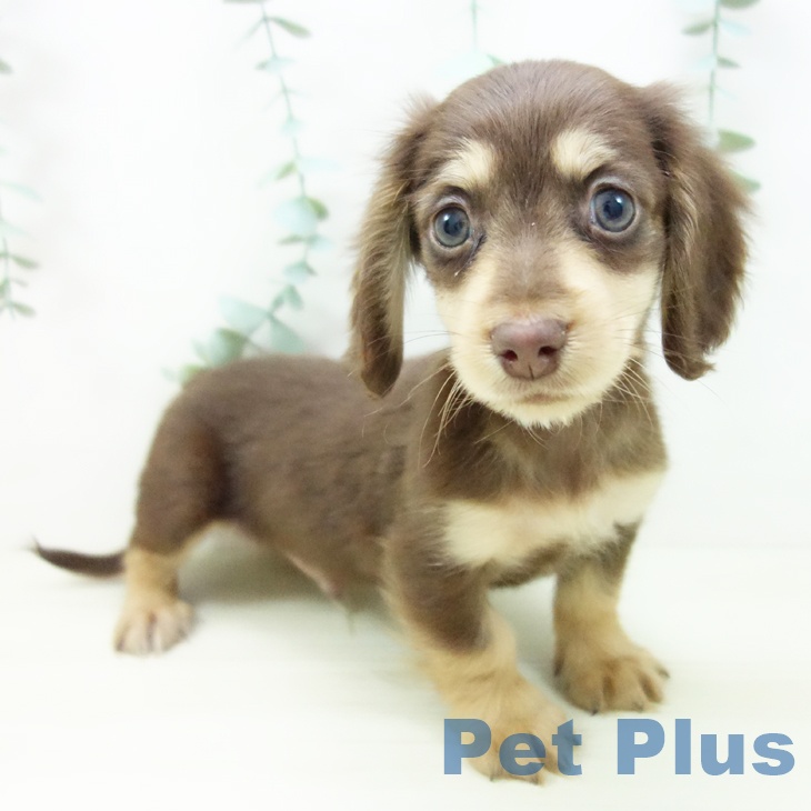 ミニチュア・ダックスフンドの写真2