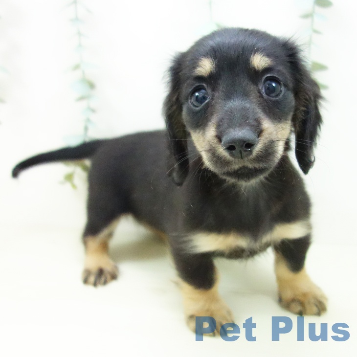 福井県のミニチュアダックスフンド(ロング) (ペットプラス 福井店/2025年10月25日生まれ/女の子/ブラックタン)の子犬の1枚目の画像