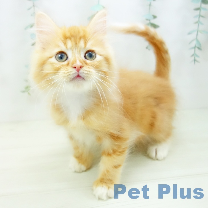 熊本県のサイベリアン (ペットプラス 熊本店/2025年10月10日生まれ/男の子/レッドタビーホワイト)の子猫の1枚目の画像