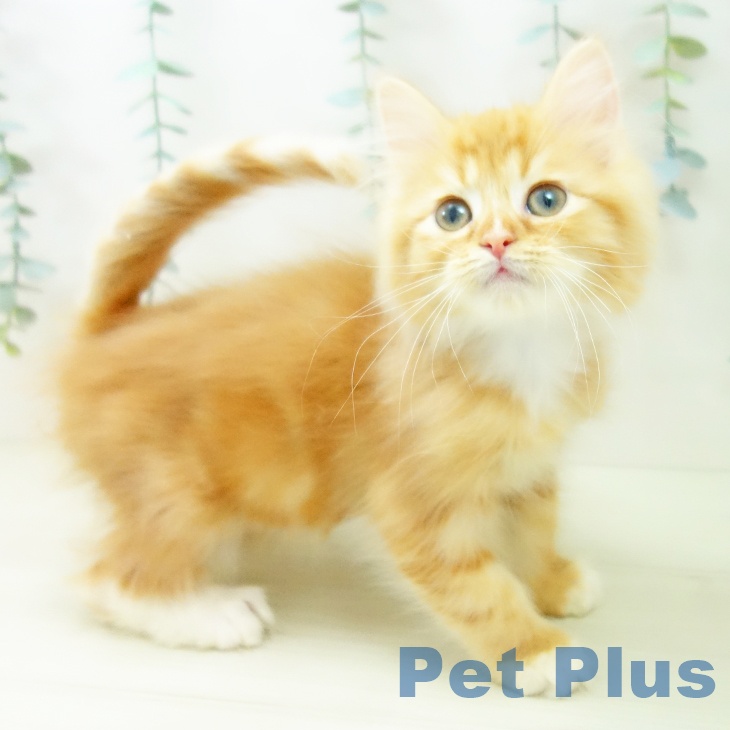 熊本県のサイベリアン (ペットプラス 熊本店/2025年10月10日生まれ/男の子/レッドタビーホワイト)の子猫の2枚目の画像