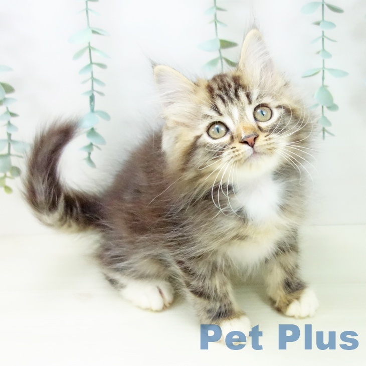 富山県のサイベリアン (ペットプラス 高岡店/2025年10月10日生まれ/男の子/ブラウンタビーホワイト)の子猫の1枚目の画像