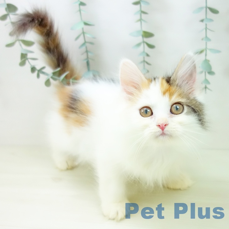 福岡県のサイベリアン (ペットプラス 八幡東店/2025年10月10日生まれ/女の子/ブラウンパッチドタビーホワイト)の子猫の1枚目の画像
