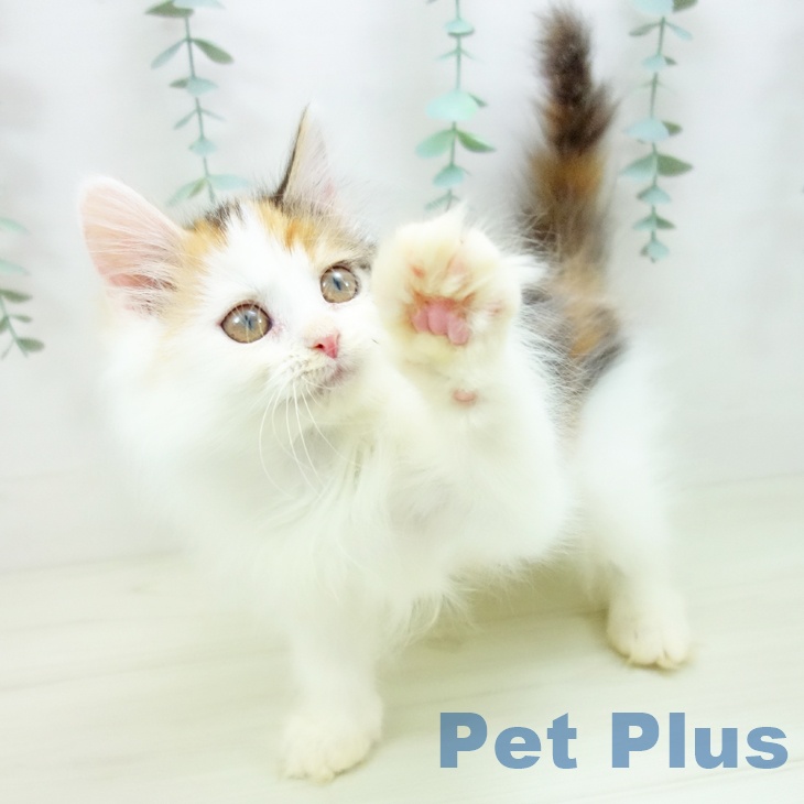 福岡県のサイベリアン (ペットプラス 八幡東店/2025年10月10日生まれ/女の子/ブラウンパッチドタビーホワイト)の子猫の2枚目の画像