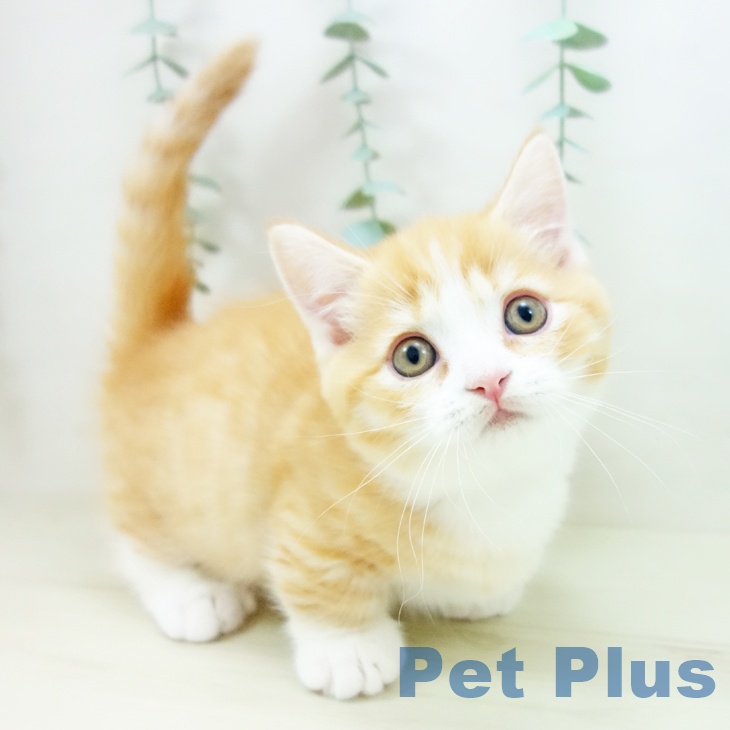 沖縄県のマンチカン (ペットプラス 沖縄ライカム店/2025年10月23日生まれ/男の子/レッドタビーホワイト)の子猫の1枚目の画像