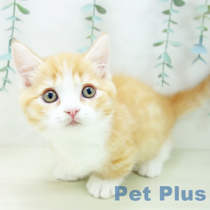 沖縄県のマンチカン (ペットプラス 沖縄ライカム店/2025年10月23日生まれ/男の子/レッドタビーホワイト)の子猫の2枚目の画像