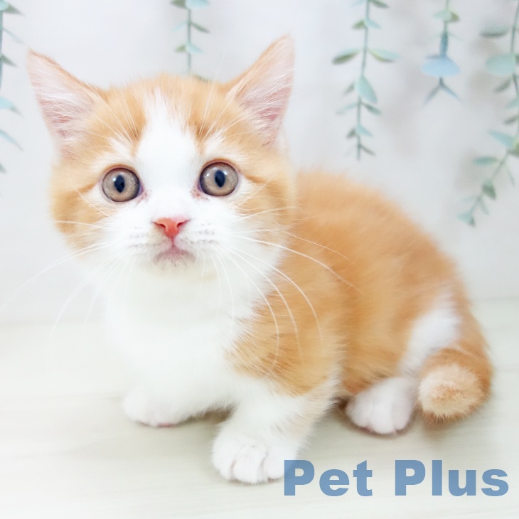 沖縄県のマンチカン (ペットプラス 沖縄ライカム店/2025年10月23日生まれ/男の子/レッドタビーホワイト)の子猫の1枚目の画像