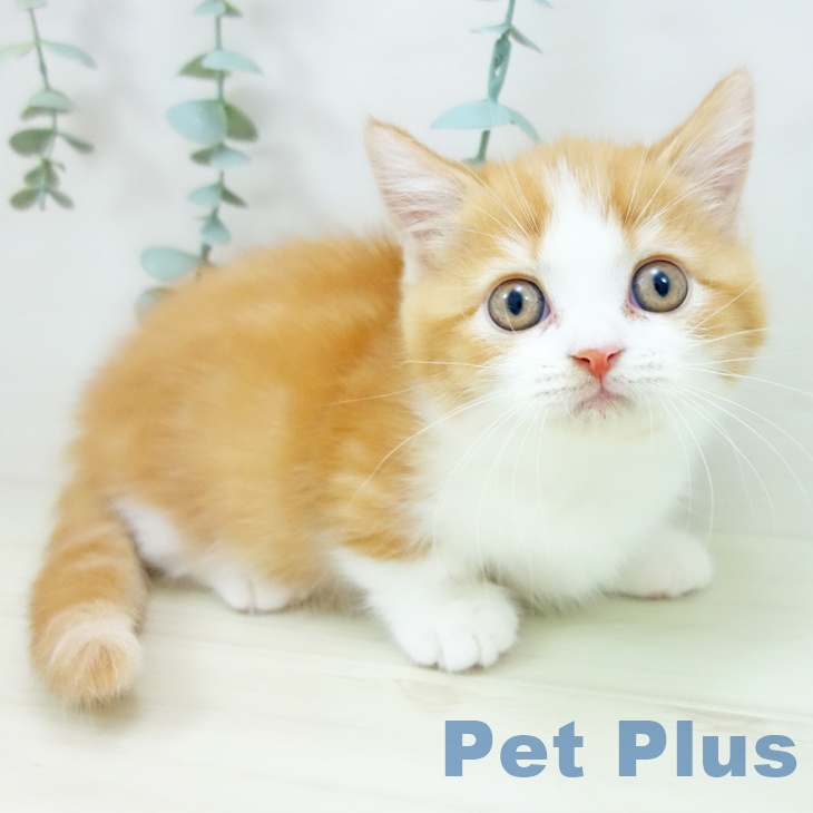 沖縄県のマンチカン (ペットプラス 沖縄ライカム店/2025年10月23日生まれ/男の子/レッドタビーホワイト)の子猫の2枚目の画像