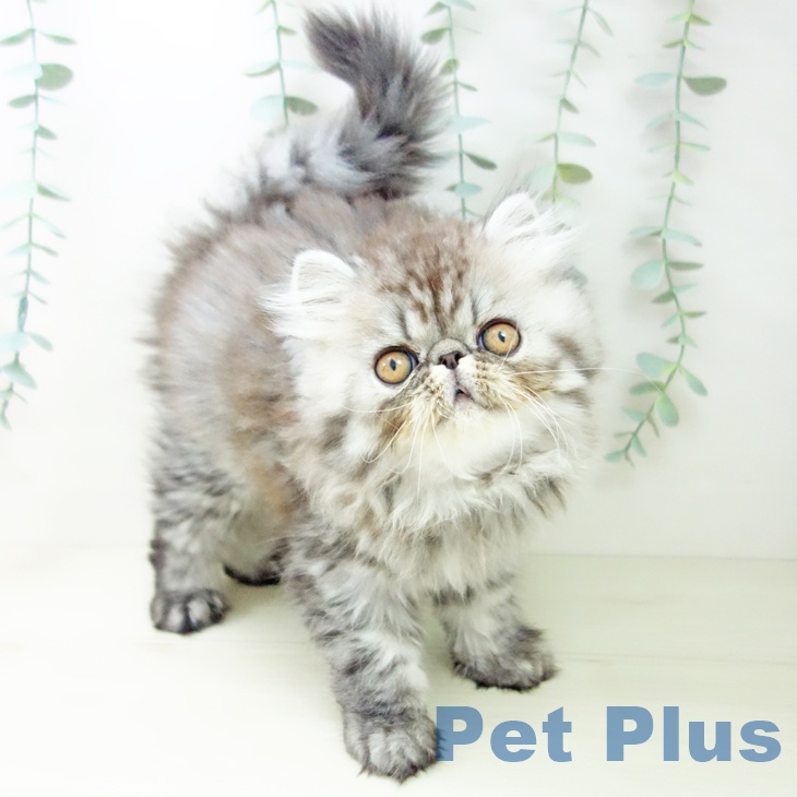 愛知県のエキゾチック (ペットプラス ナゴヤドーム前店/2025年10月18日生まれ/男の子/シルバーマッカレルタビー)の子猫の1枚目の画像