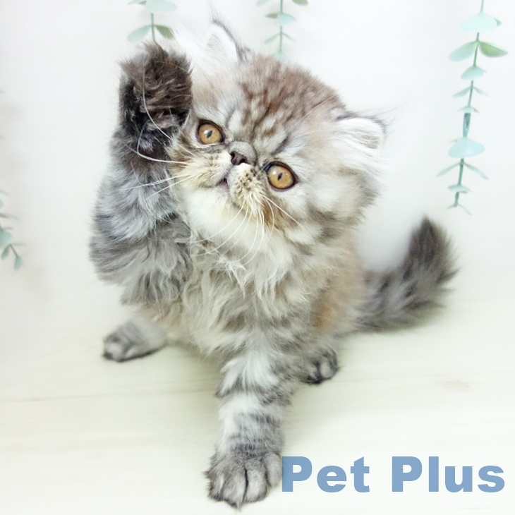 愛知県のエキゾチック (ペットプラス ナゴヤドーム前店/2025年10月18日生まれ/男の子/シルバーマッカレルタビー)の子猫の2枚目の画像