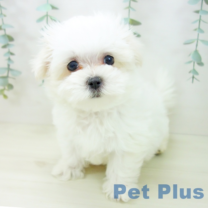 マルチーズの写真2