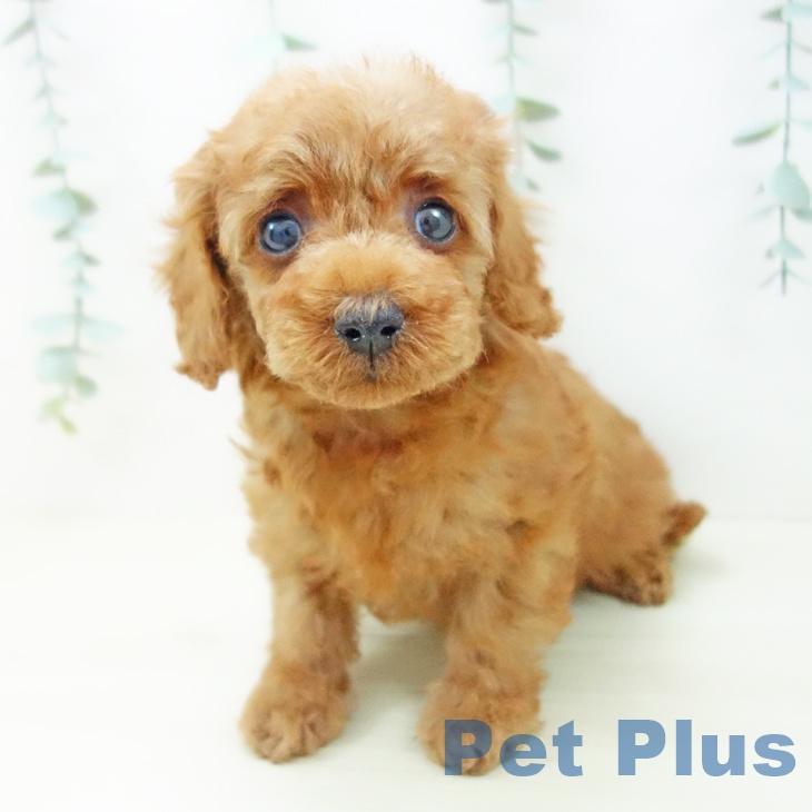 トイ・プードル