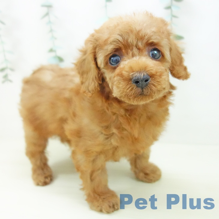 トイ・プードルの写真2