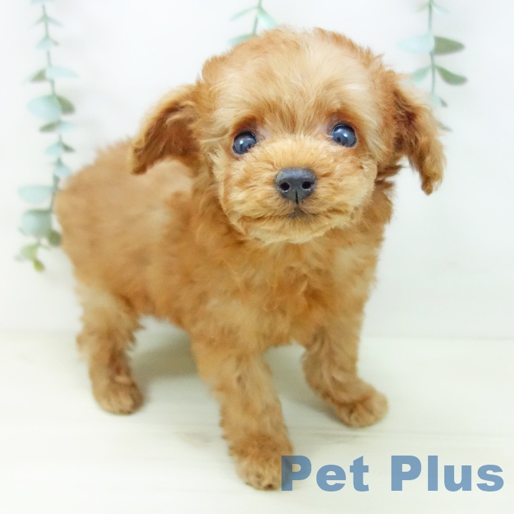 トイ・プードル