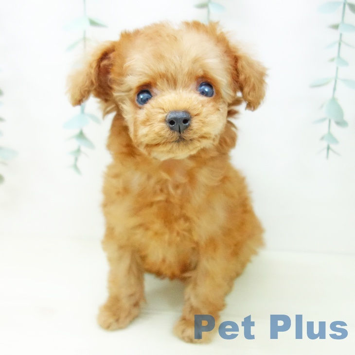 トイ・プードルの写真2