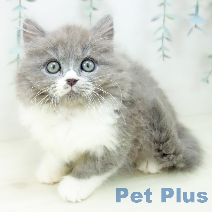 長崎県のマンチカン (ペットプラス 長崎店/2025年10月22日生まれ/男の子/ブルーホワイト)の子猫の1枚目の画像