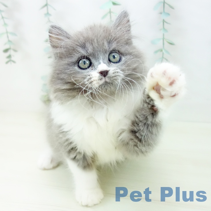 長崎県のマンチカン (ペットプラス 長崎店/2025年10月22日生まれ/男の子/ブルーホワイト)の子猫の2枚目の画像