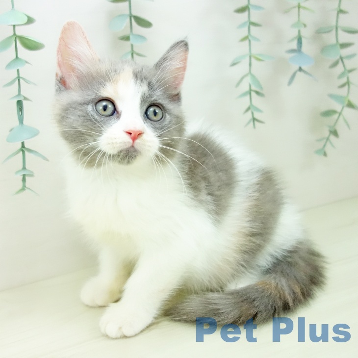 福岡県のマンチカン (ペットプラス 春日店/2025年10月22日生まれ/女の子/ダイリュートキャリコ)の子猫の1枚目の画像