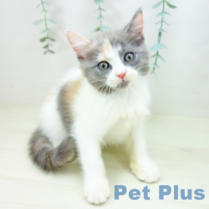 福岡県のマンチカン (ペットプラス 春日店/2025年10月22日生まれ/女の子/ダイリュートキャリコ)の子猫の2枚目の画像