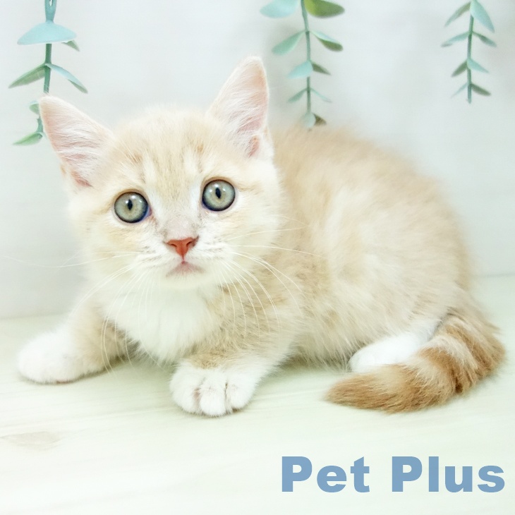 マンチカンの写真2