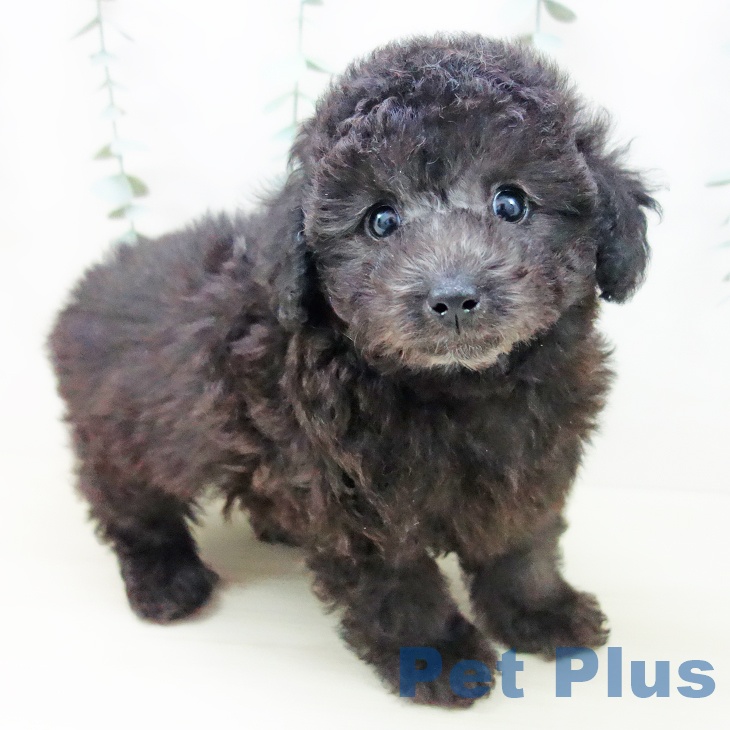 トイ・プードル