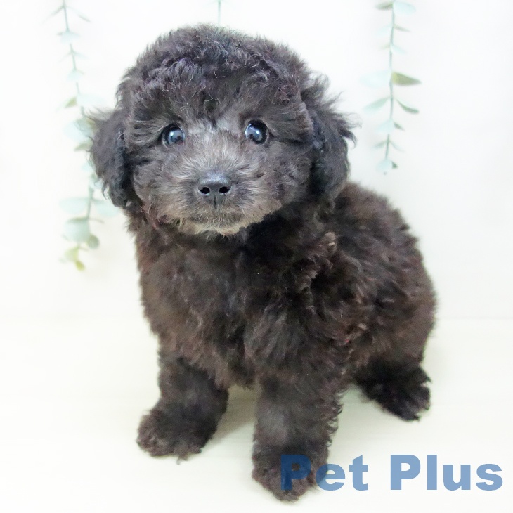 トイ・プードルの写真2