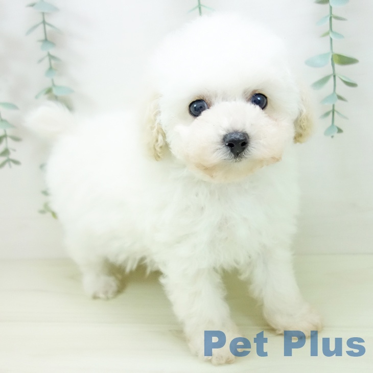 トイ・プードル