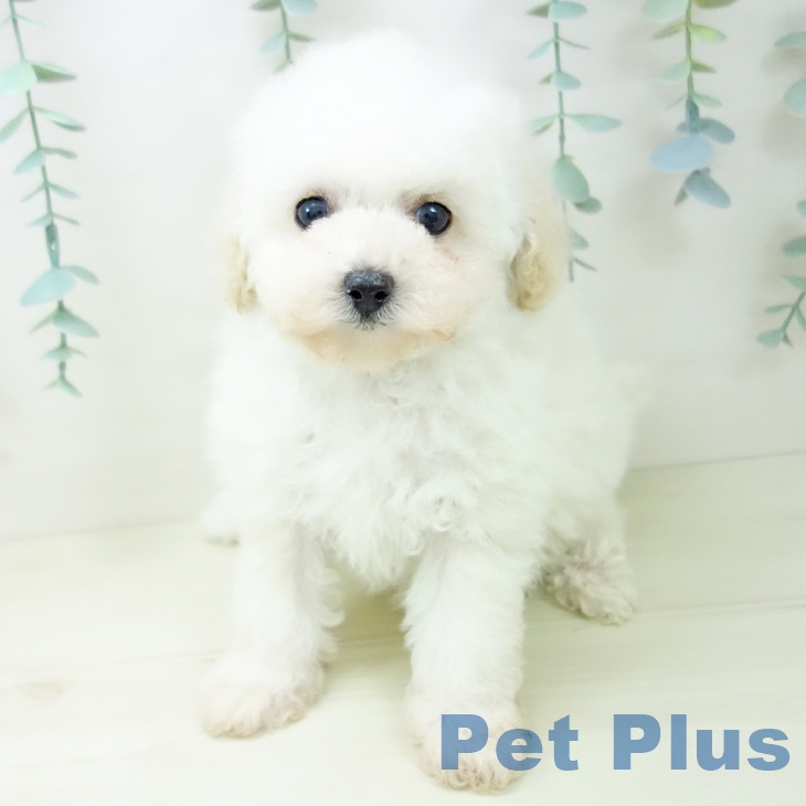 トイ・プードルの写真2