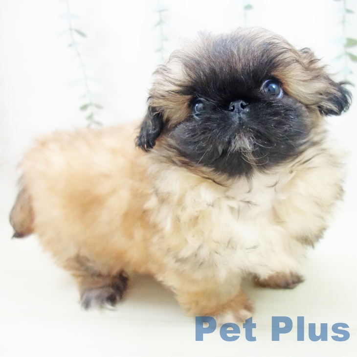 愛知県のペキニーズ (ペットプラス イオンモール豊川店/2025年10月22日生まれ/女の子/フォーン)の子犬の2枚目の画像