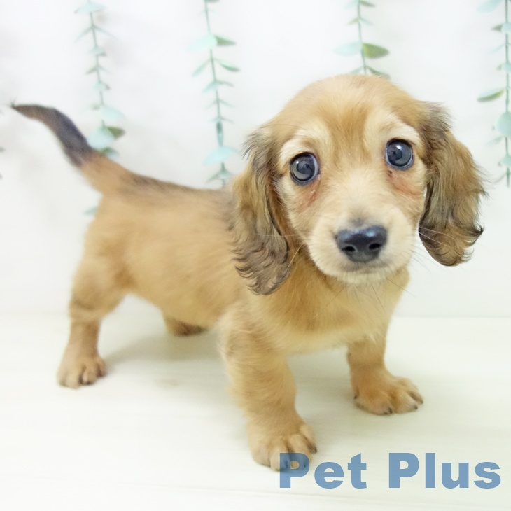 三重県のミニチュアダックスフンド(ロング) (ペットプラス 鈴鹿店/2025年10月28日生まれ/女の子/シェーデットイエロー)の子犬の1枚目の画像