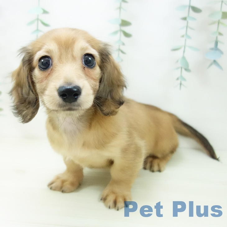 三重県のミニチュアダックスフンド(ロング) (ペットプラス 鈴鹿店/2025年10月28日生まれ/女の子/シェーデットイエロー)の子犬の2枚目の画像