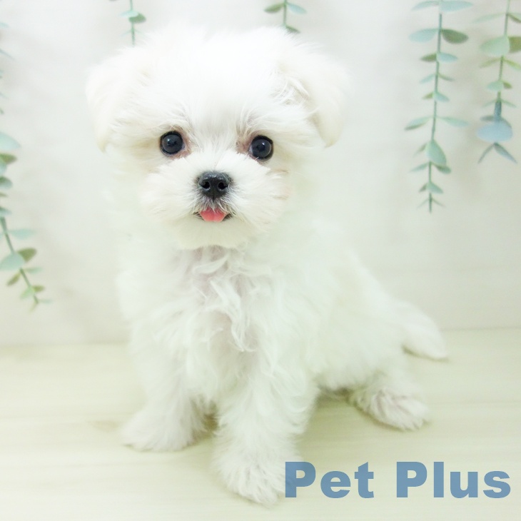 愛知県のマルチーズ (ペットプラス 岡崎店/2025年10月28日生まれ/女の子/ホワイト)の子犬の1枚目の画像
