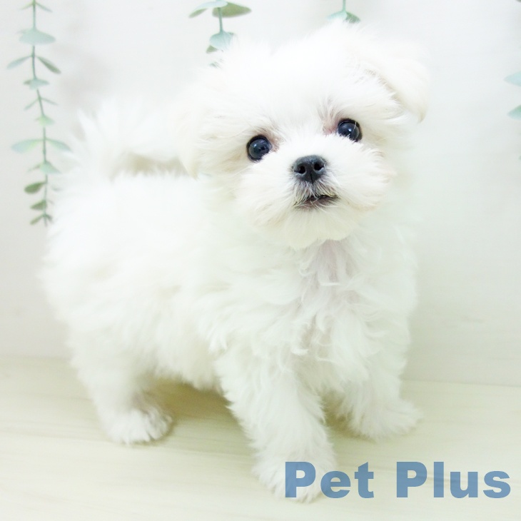 愛知県のマルチーズ (ペットプラス 岡崎店/2025年10月28日生まれ/女の子/ホワイト)の子犬の2枚目の画像