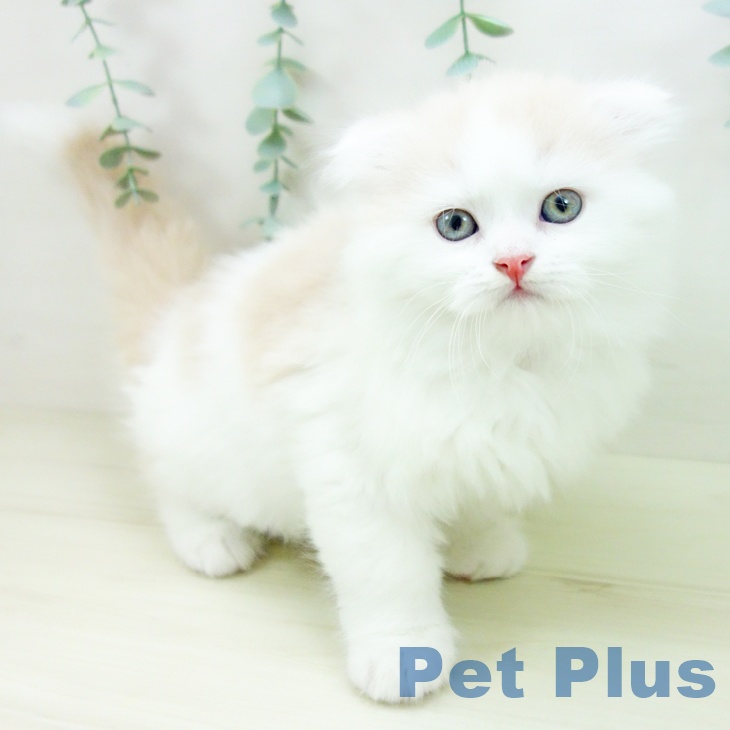 愛知県のスコティッシュフォールド (ペットプラス mozoワンダーシティ店/2025年10月26日生まれ/男の子/クリームホワイト)の子猫の1枚目の画像