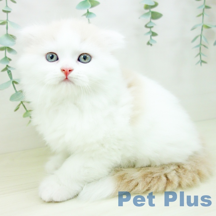 愛知県のスコティッシュフォールド (ペットプラス mozoワンダーシティ店/2025年10月26日生まれ/男の子/クリームホワイト)の子猫の2枚目の画像