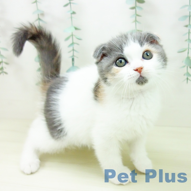 千葉県のスコティッシュフォールド (ペットプラス 幕張新都心店/2025年10月26日生まれ/女の子/ダイリュートキャリコ)の子猫の1枚目の画像